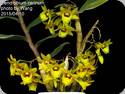 Dendrobium cerinum